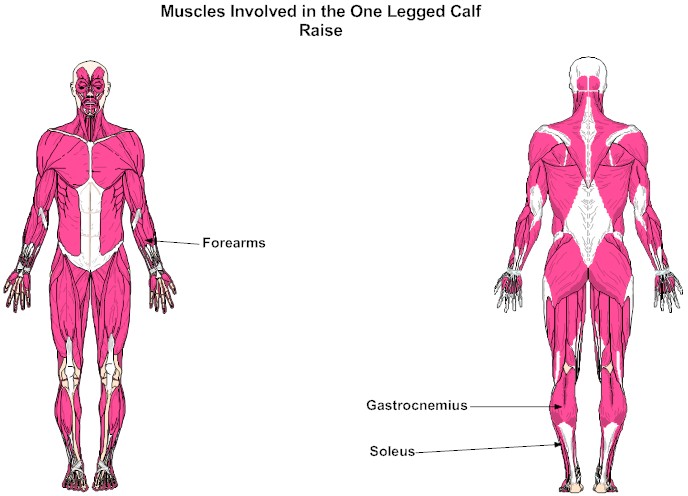 Muscles Involved in the One Legged Calf Raise